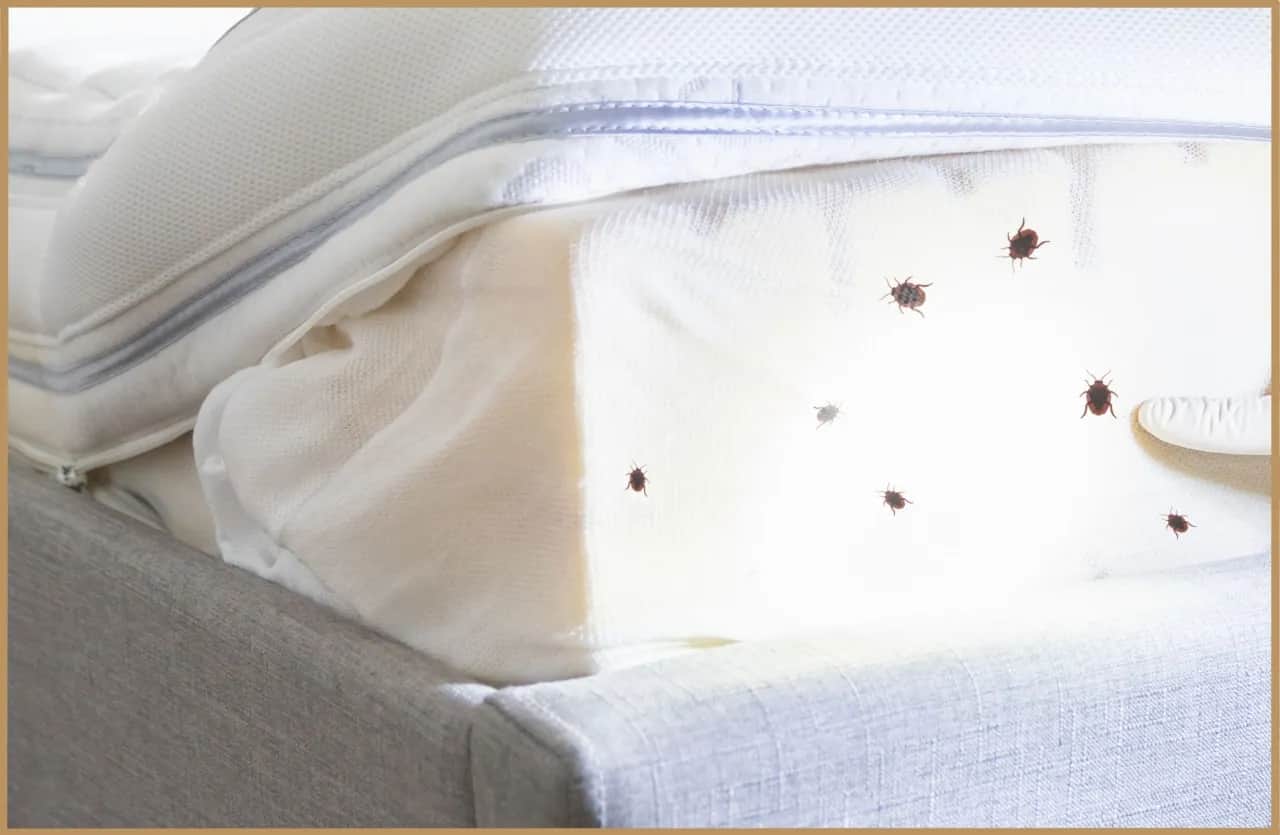 Materac z robakami? Zdiagnozuj problem i śpij spokojnie!