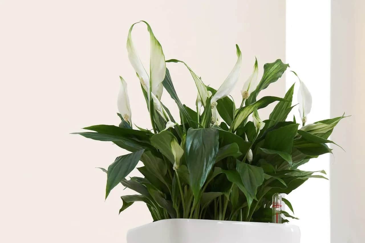 Skrzydłokwiat w sypialni: Czyste powietrze, lepszy sen i bezpieczeństwo?