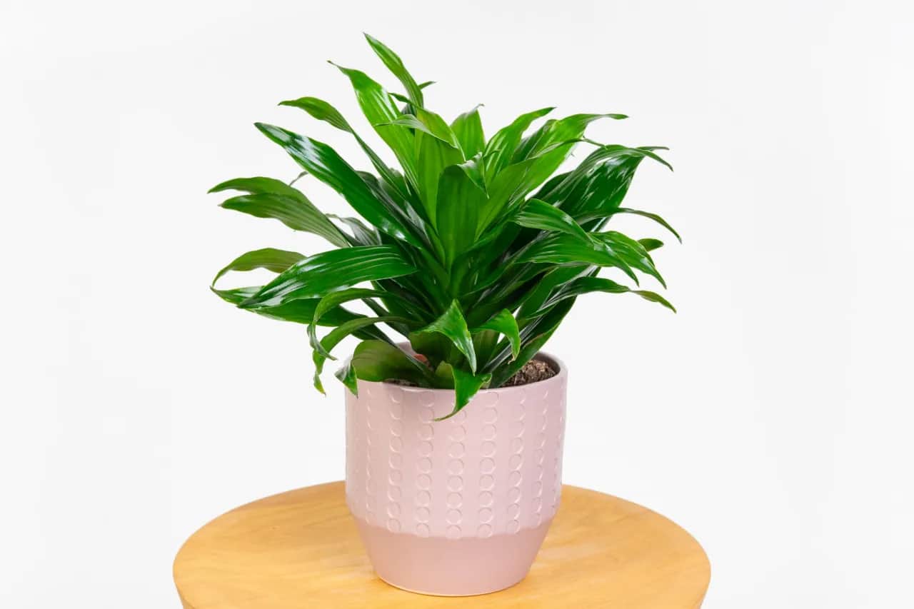 Rośliny do salonu: Wybierz idealne, bezpieczne i łatwe w uprawie